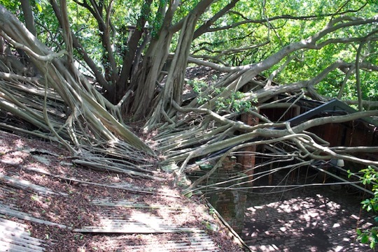 La casa del árbol