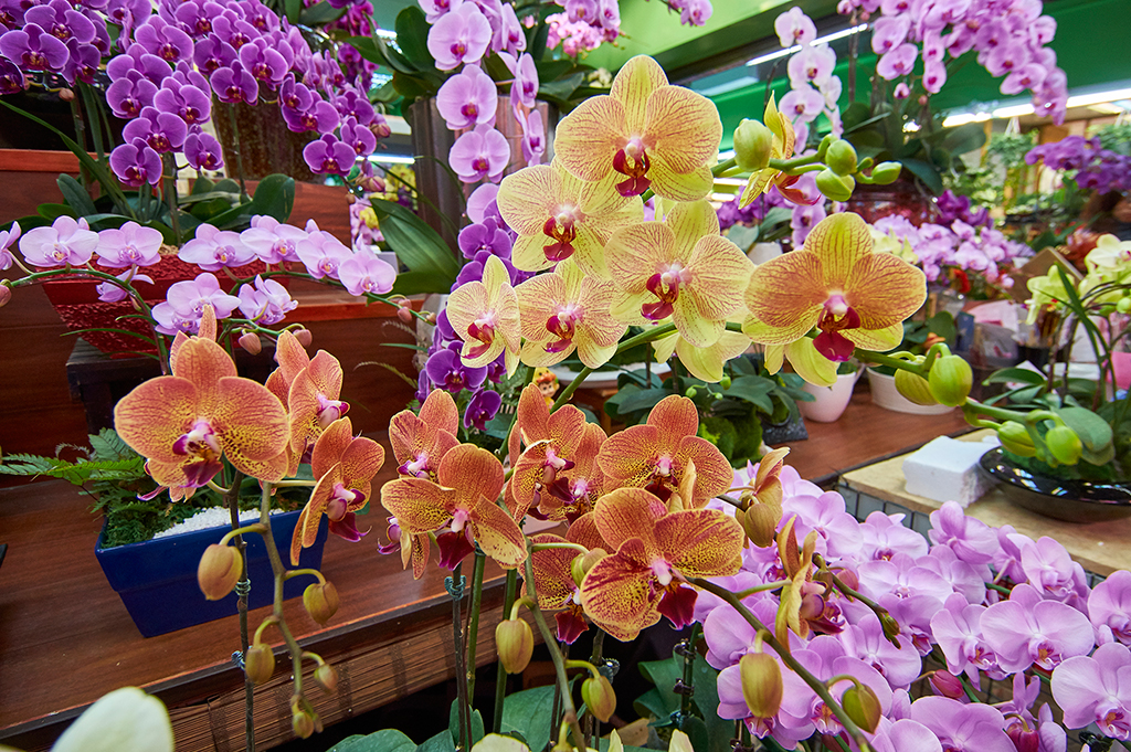 Mercado de Flores y Jade de Jianguo (en los días festivos)