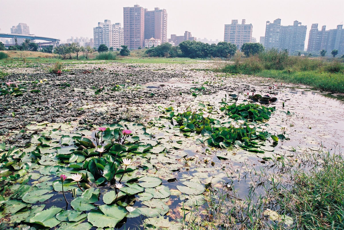 洲仔濕地公園