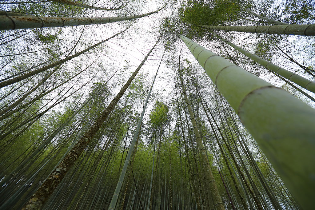 竹林