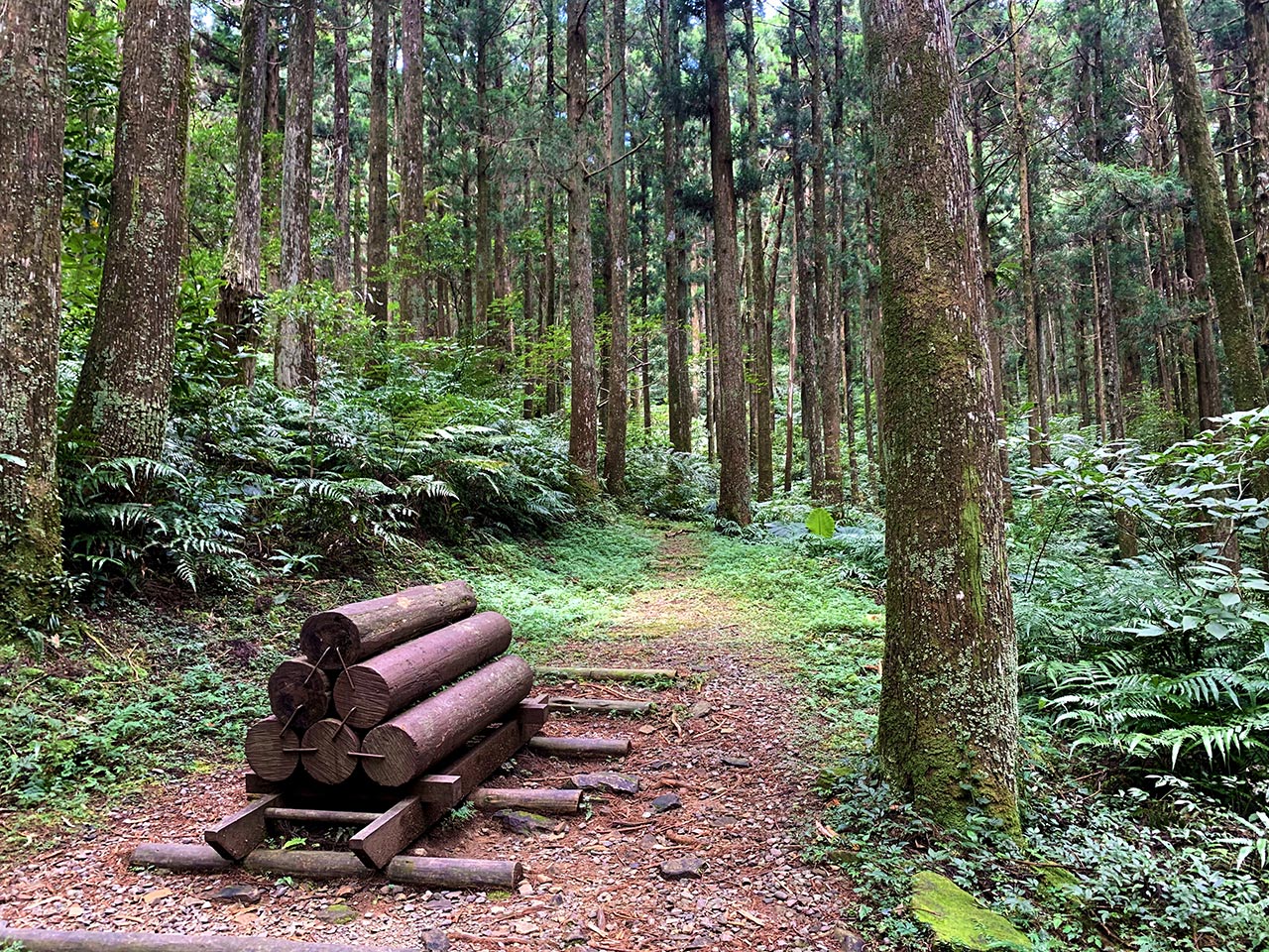 東眼山国家森林遊楽区