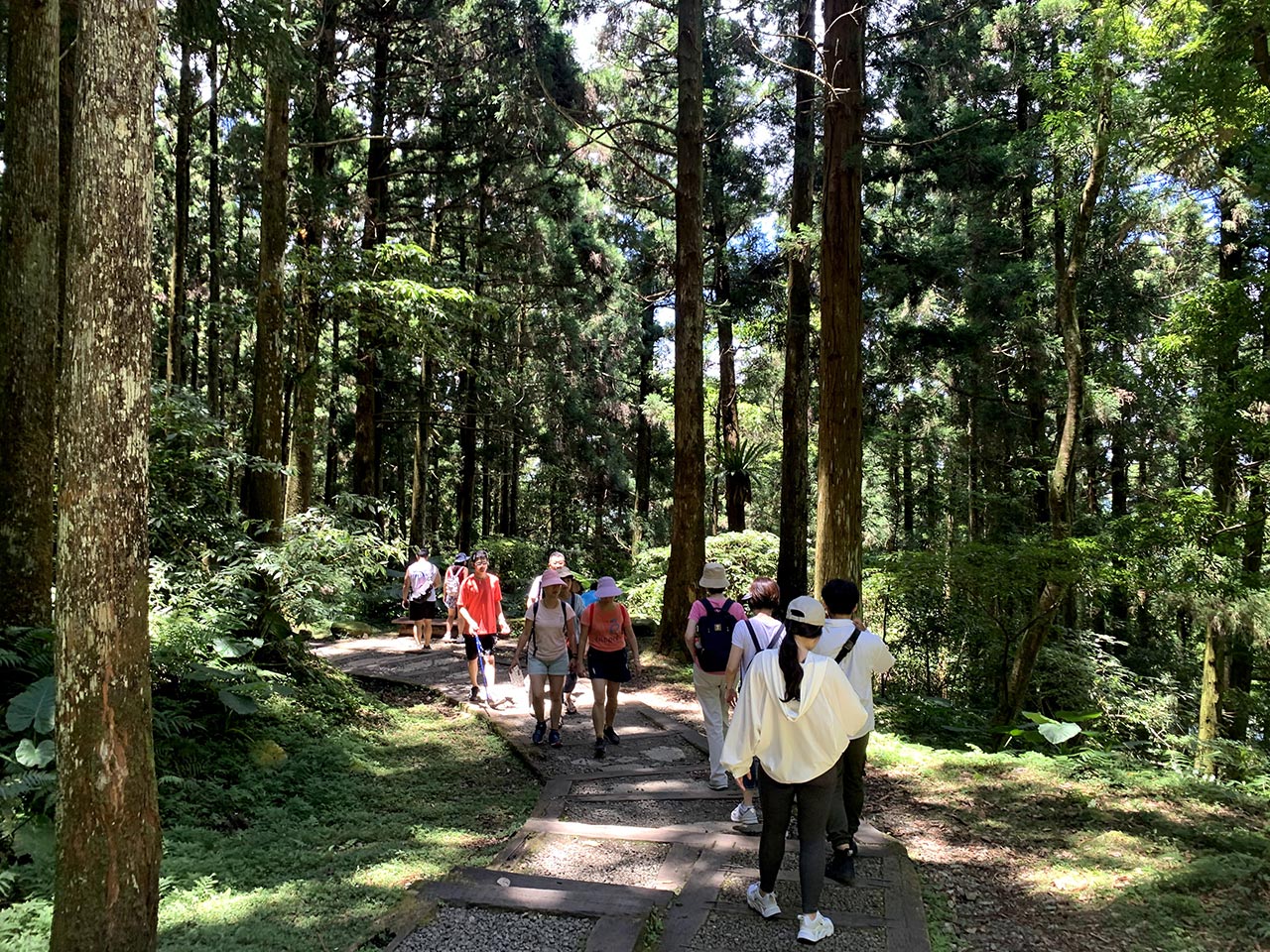 東眼山國家森林遊樂區步道