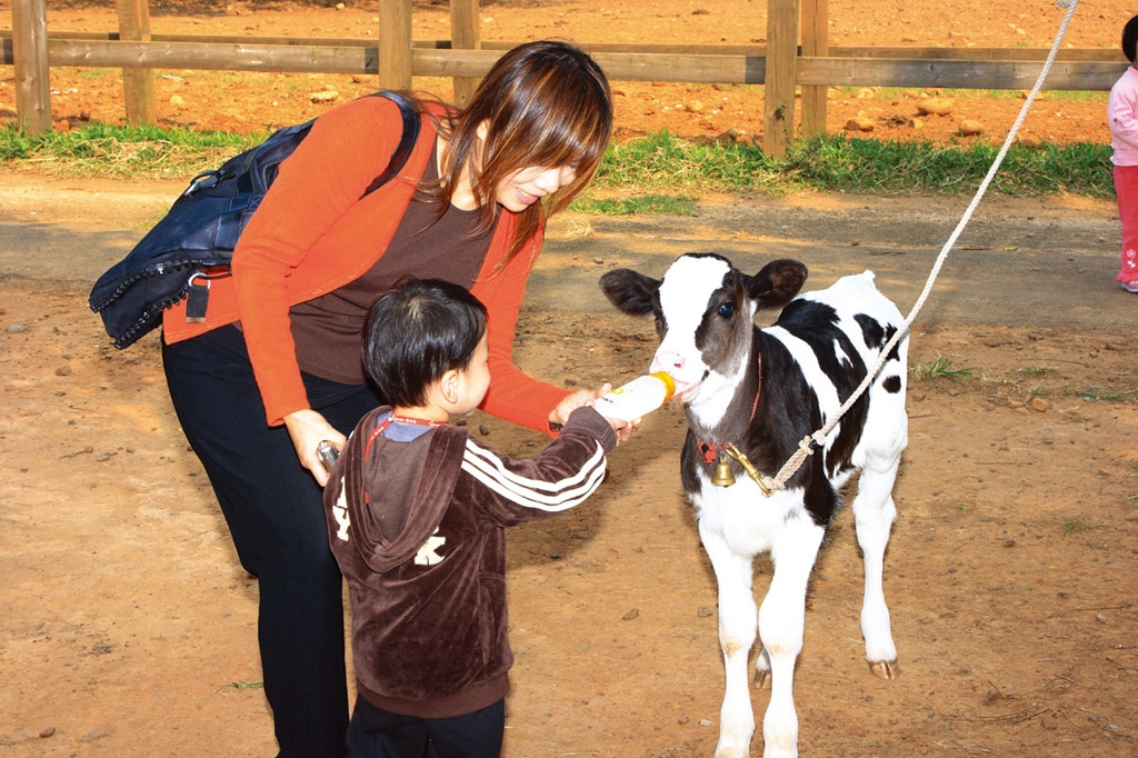 餵小牛喝奶