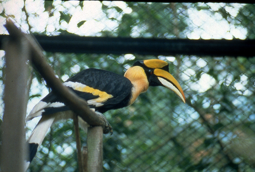 鳳凰谷鳥園生態園區