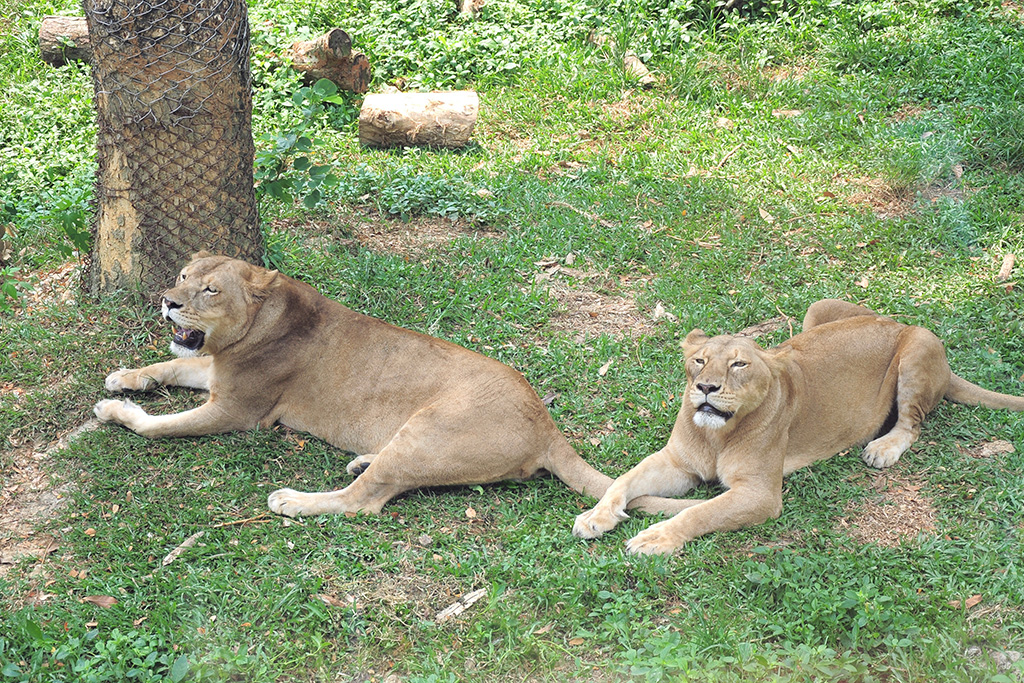 壽山動物園