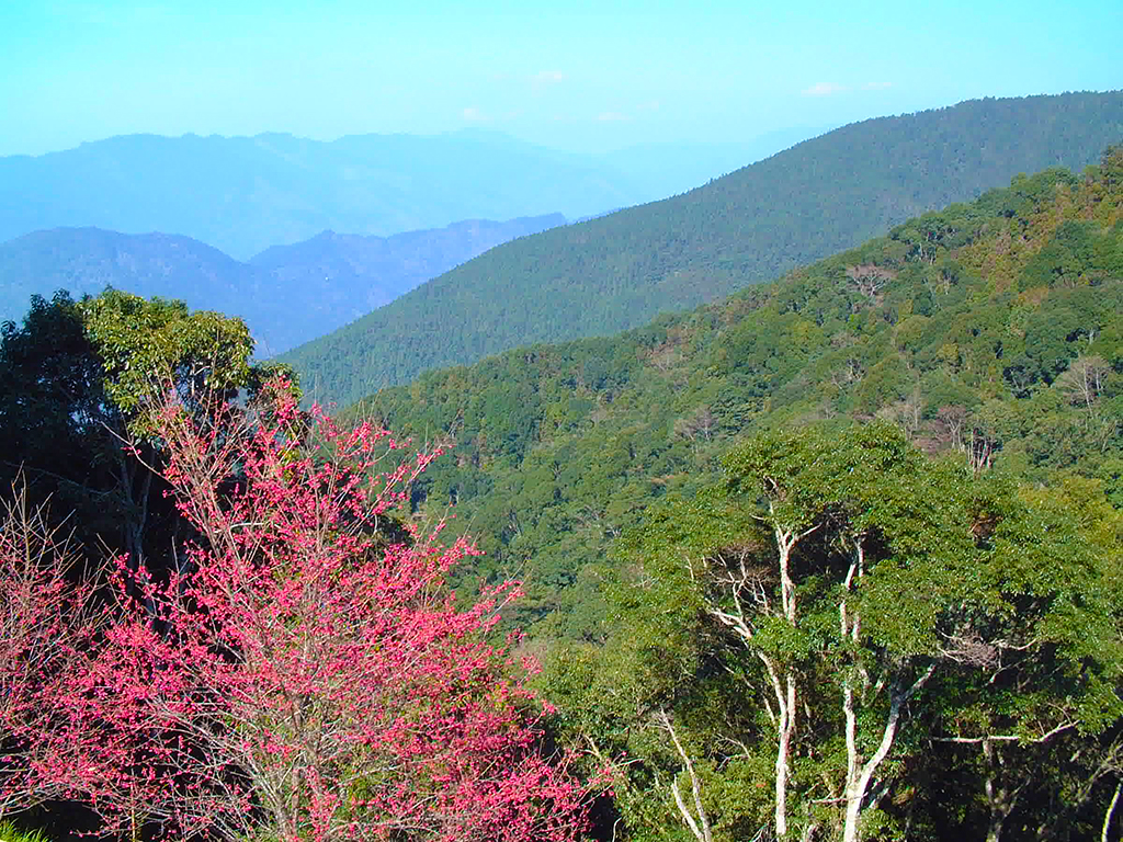 藤枝國家森林遊樂區（休園）