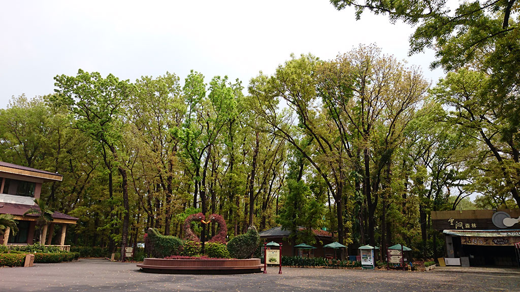 桃花心木落葉季（8大森林樂園提供）