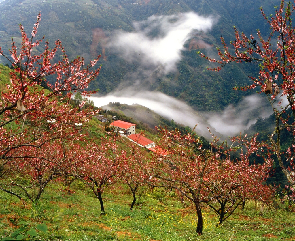 觀霧雲山農場