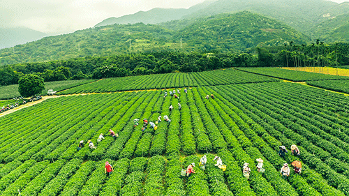 舞鶴観光茶園