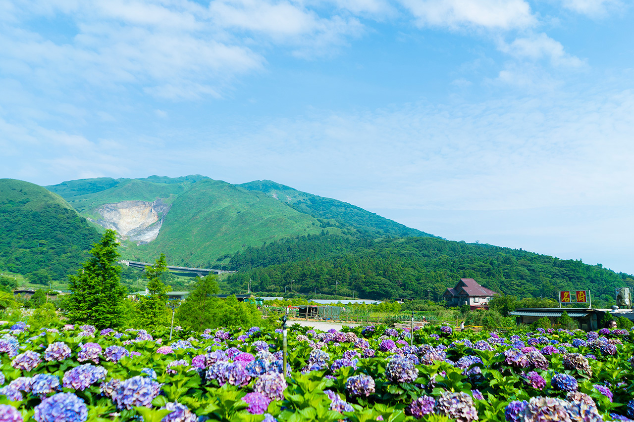 陽明山繡球花