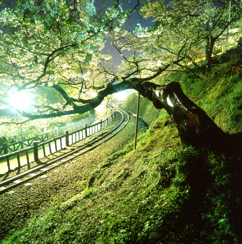 阿里山国家风景区