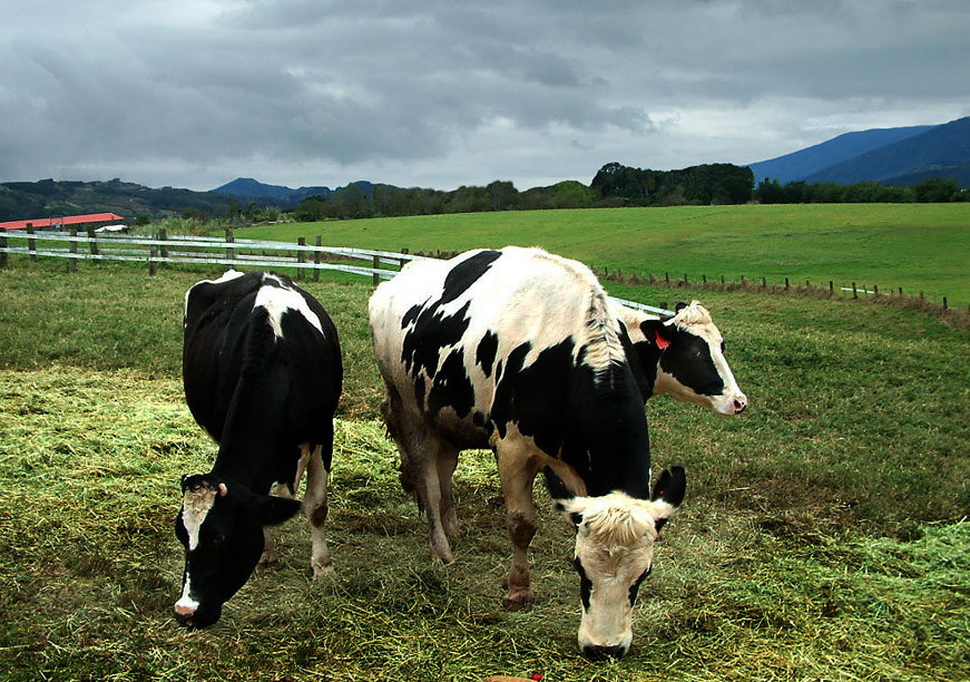 Chulu Ranch