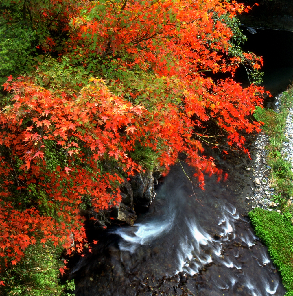 紅葉