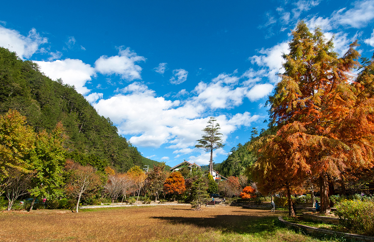 武陵紅葉銀杏林