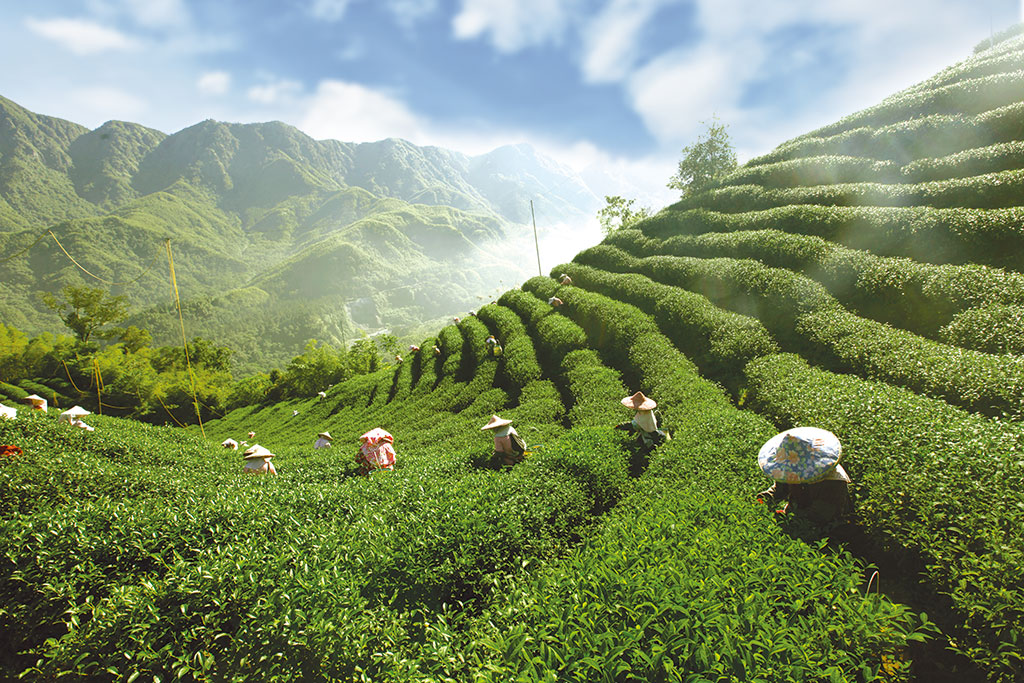 鹿谷鄉茶園