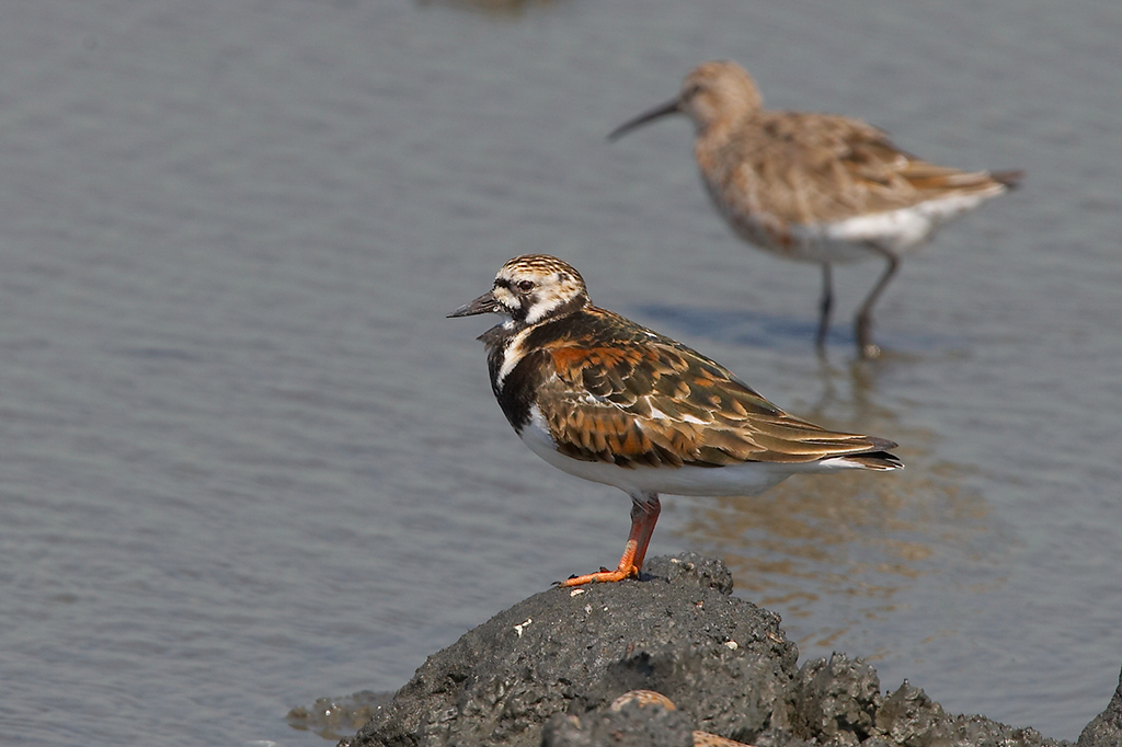 Dadu River Bird Sanctuary