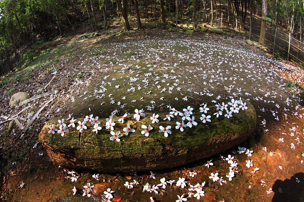 【桐花之美】三義地區因油桐密度頗高，每年桐花花開季節必定吸引大量的桐花愛好者到訪，可說是賞桐的最佳鄉鎮之一。