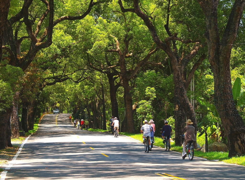 【集集綠色隧道】魅力走廊－綠色隧道全長4.5公里，陽光黃金點點、灑照樹梢，一千株百歲老樟樹守候路旁，為來往遊人遮陽避暑，提供最美、最具魅力的悠閒綠廊