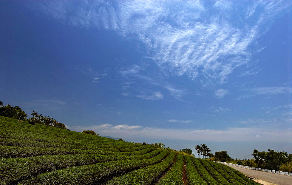 Luye Recreational Tea Farm