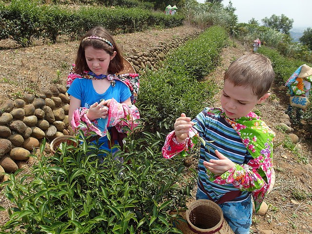 FuYuan Tea Manufactory