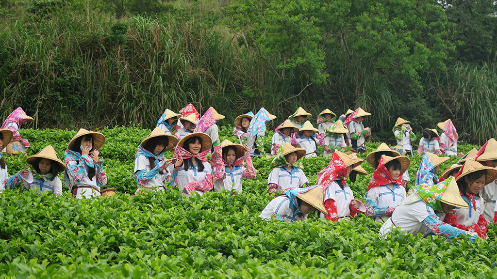 採茶體驗營-茶園美景(福源老茶廠提供)