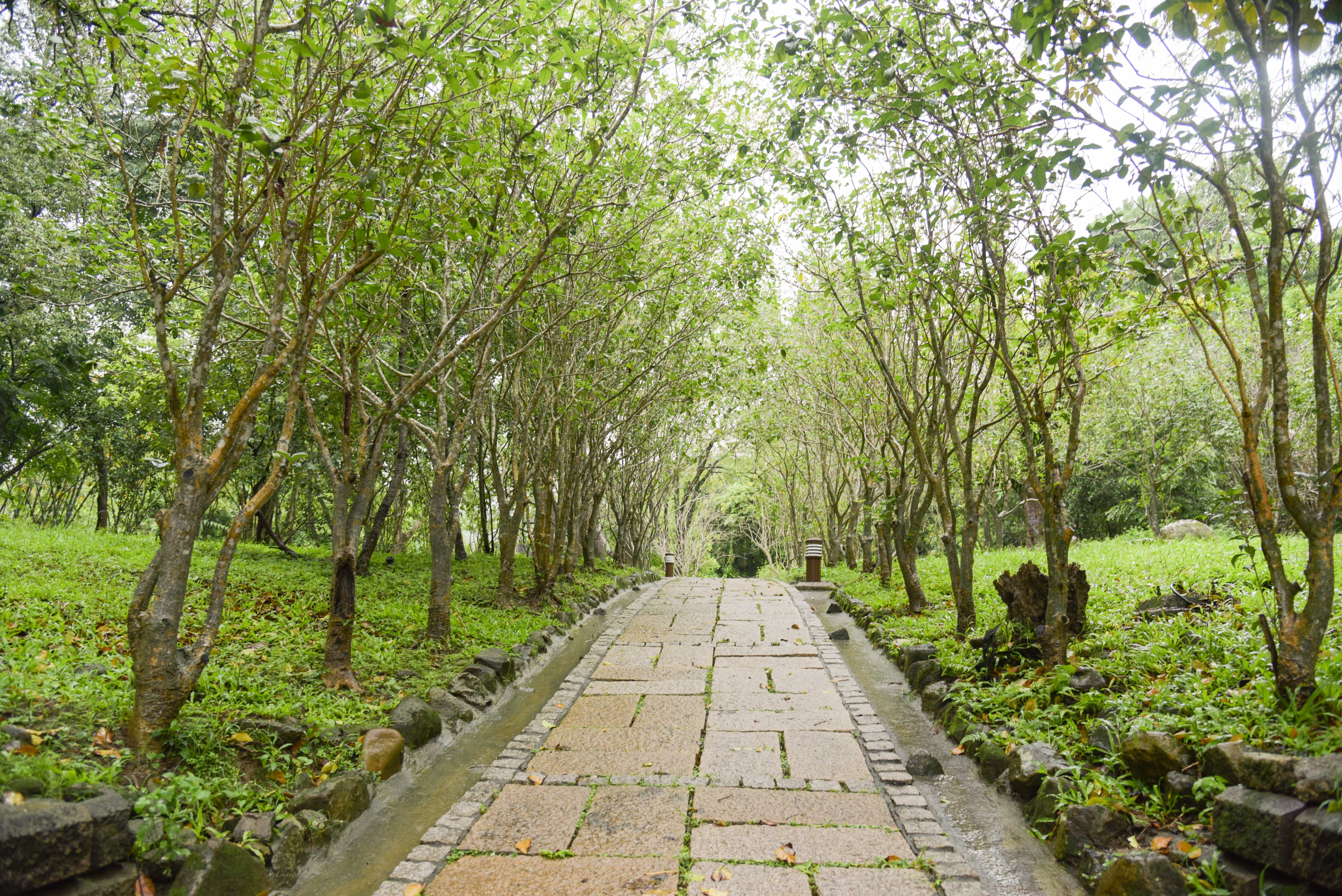 嶺頂公園桂花巷