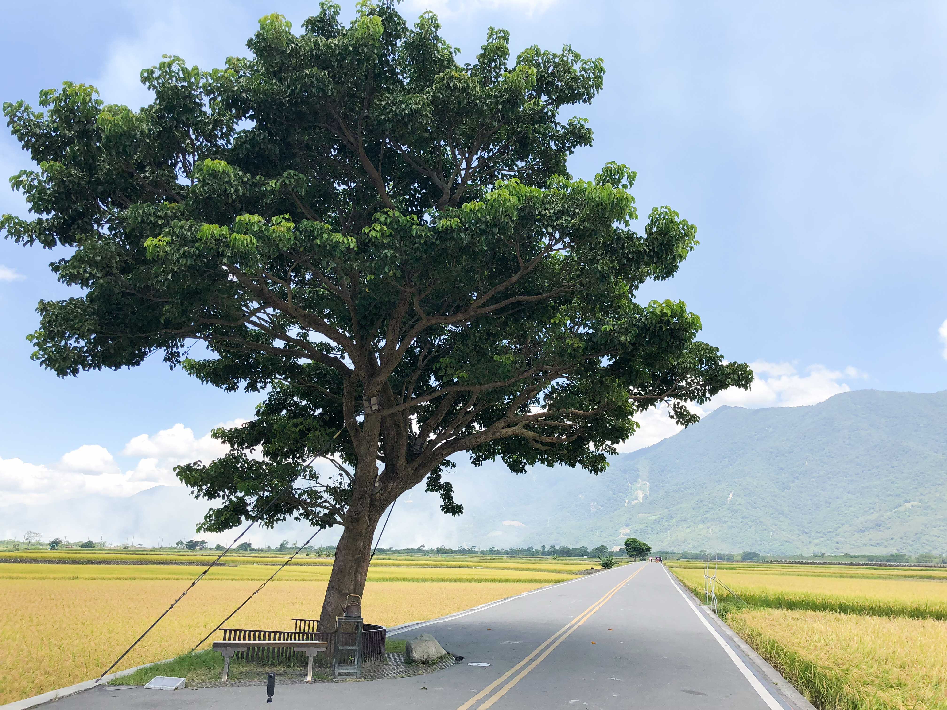 金城武樹