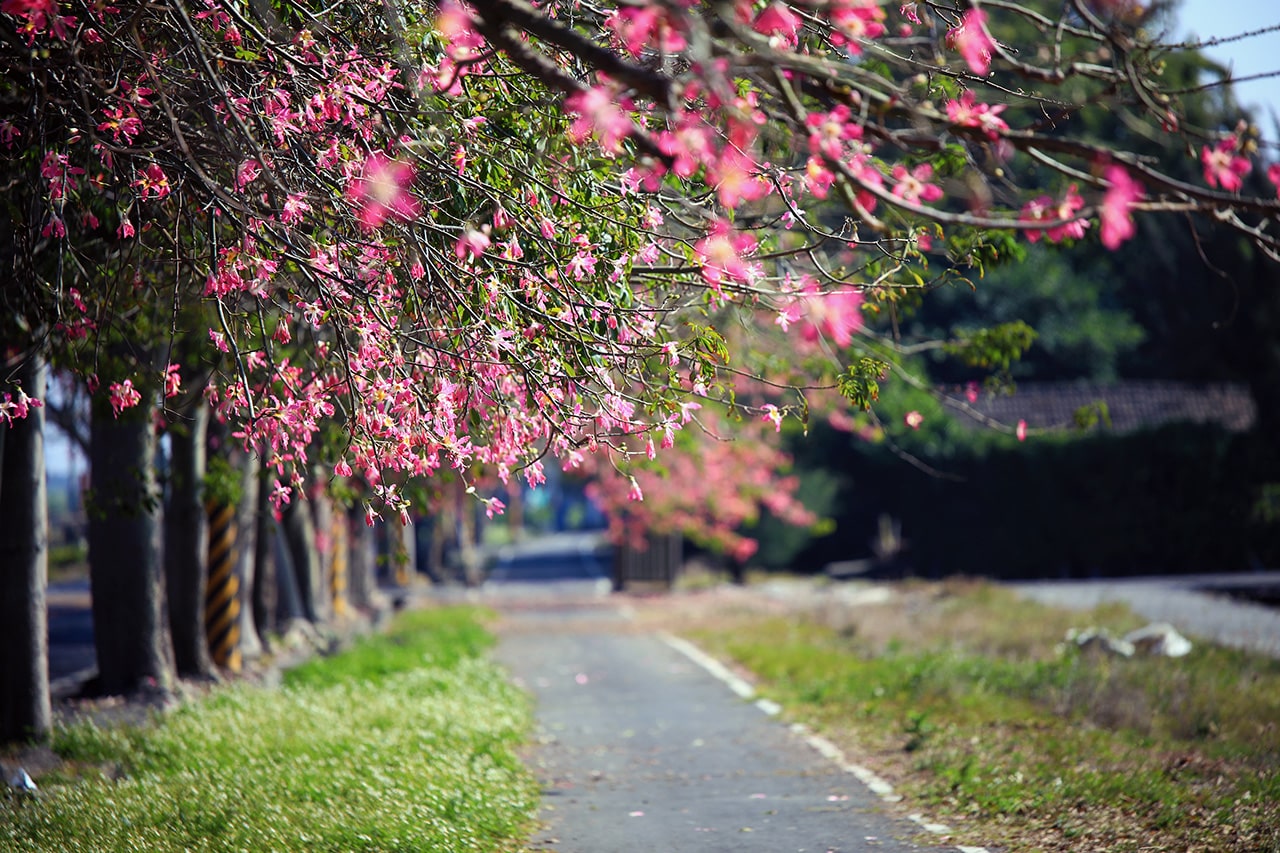 美人樹步道（許展嘉攝）