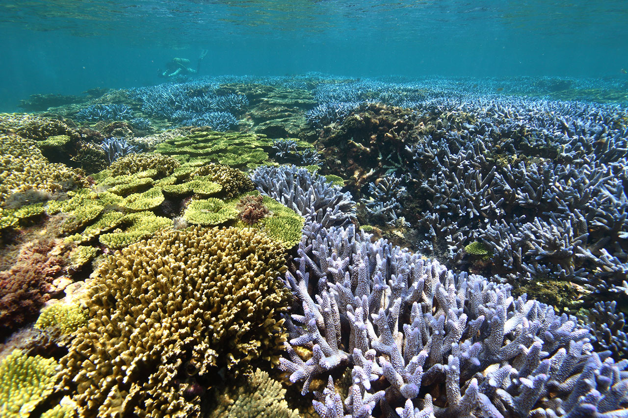 石珊瑚（海洋國家公園管理處提供）