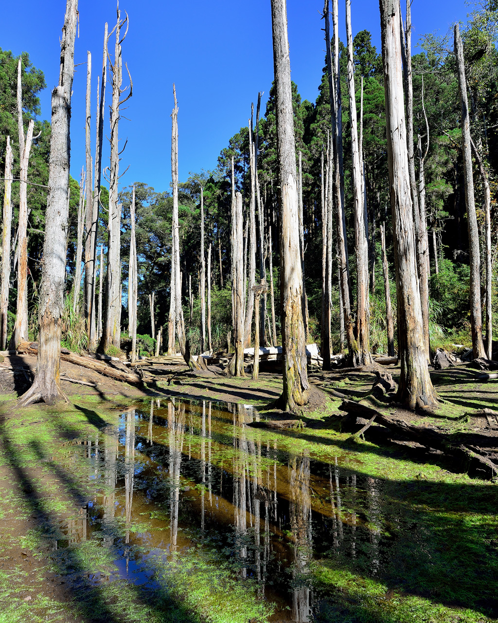 杉林溪森林生态渡假园区