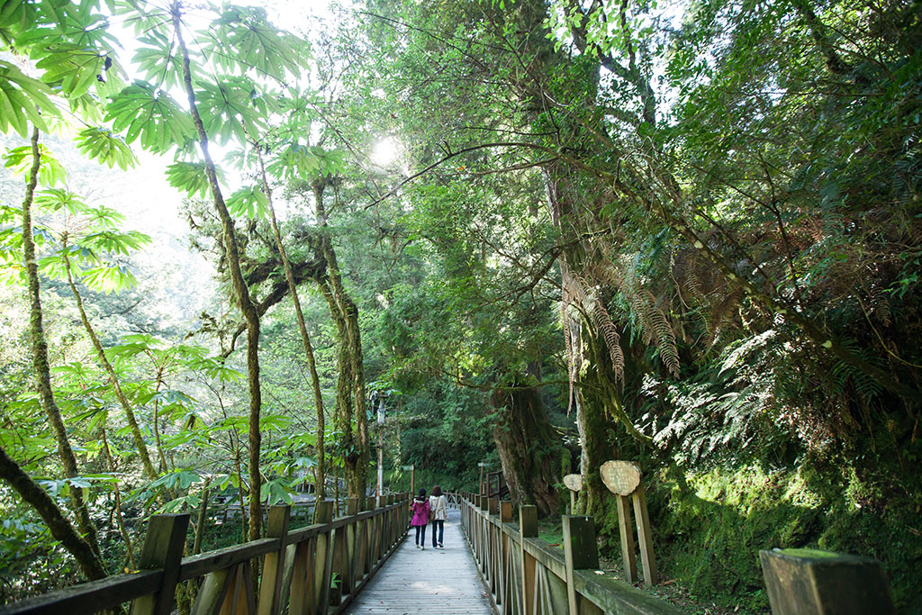 拉拉山神木群步道