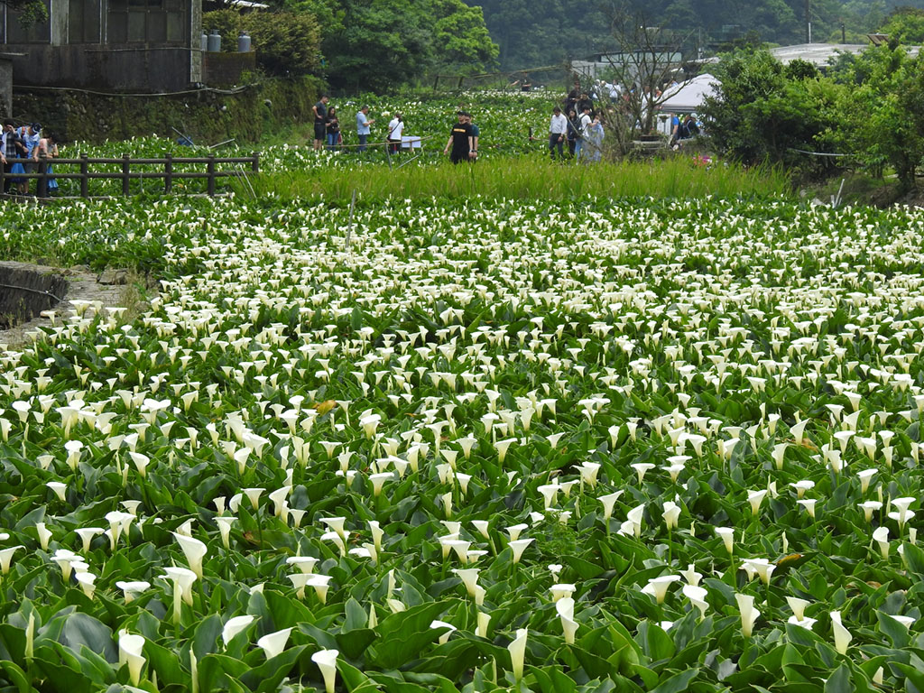  竹子湖海芋勝開美不勝收