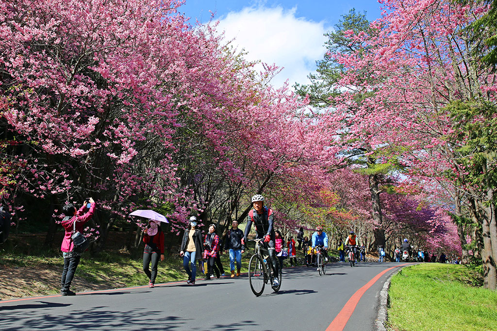 武陵路為粉紅拍照勝地