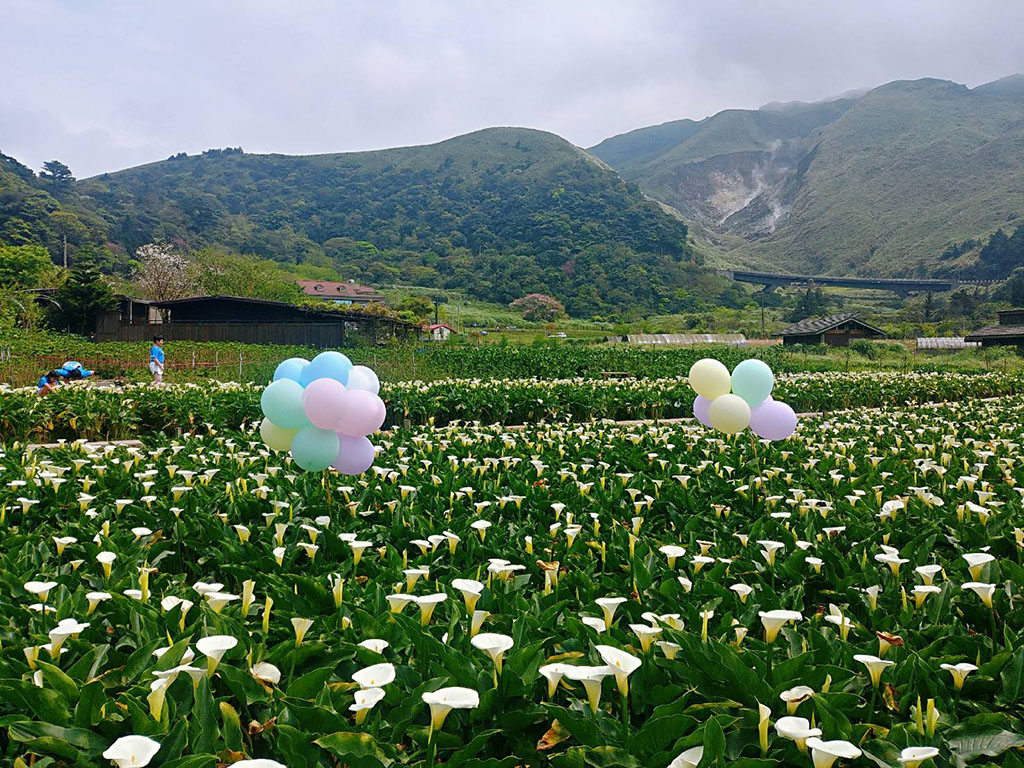 陽明山海芋田與小油坑