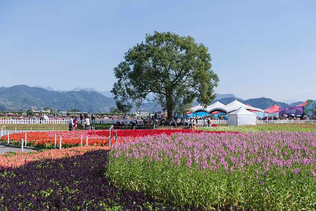  「幸福阿樟」花海地標