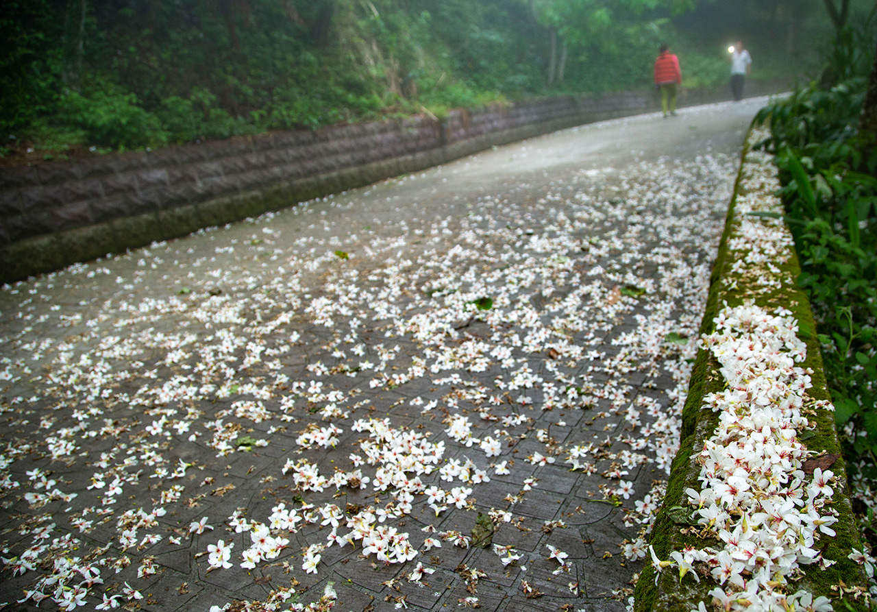 出關步道（樟之細路）