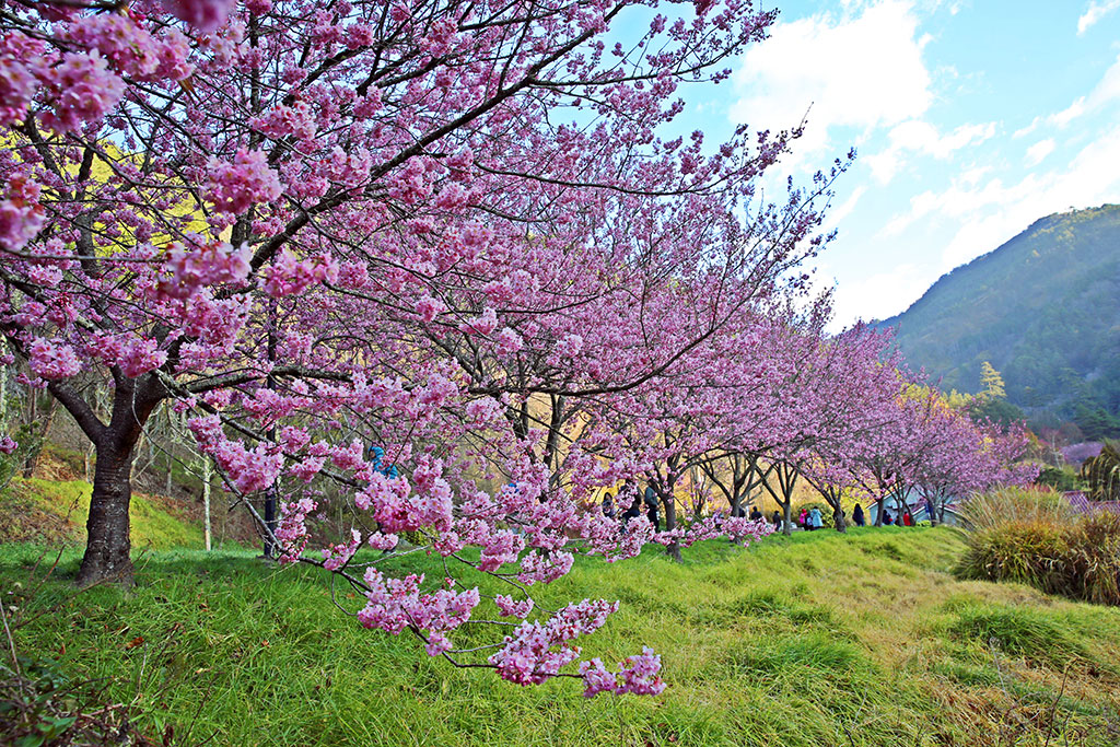武陵農場常見櫻花主要品種之一：昭和櫻，成串一起盛開，增添武陵農場粉紅氣息,2021武陵農場櫻花季