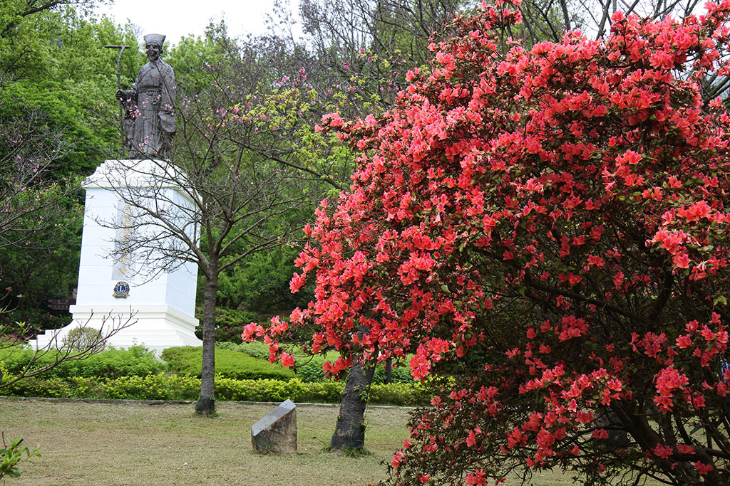 陽明公園王陽明銅像區金毛杜鵑盛開