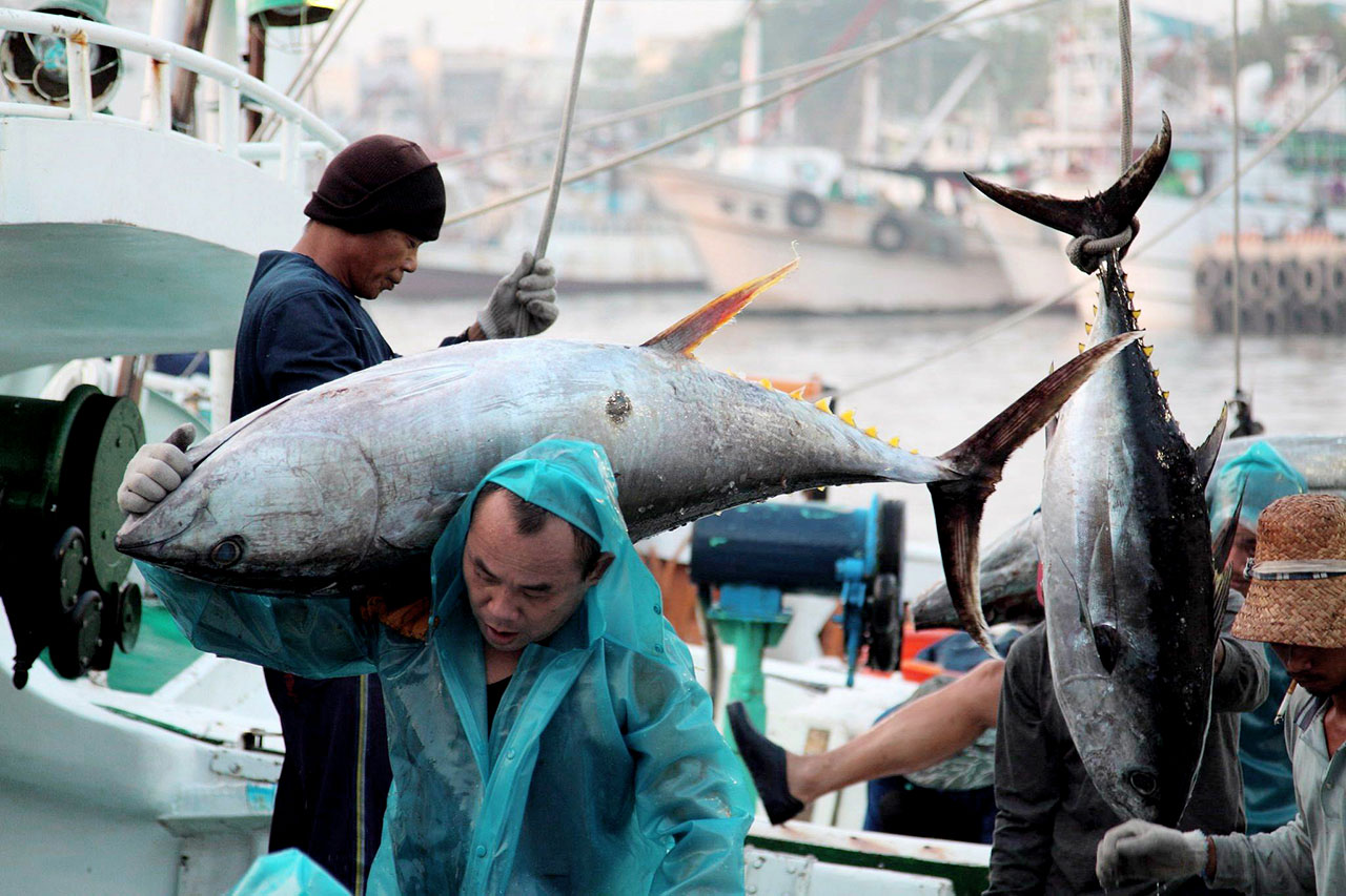 黑鮪魚