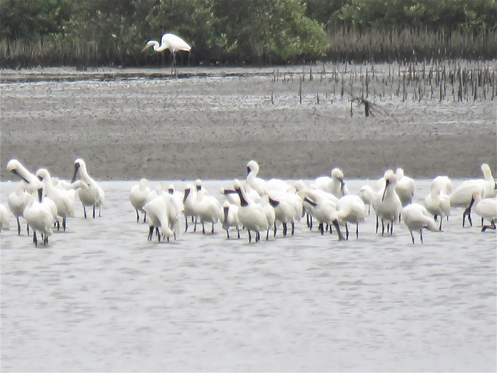 Maratón Internacional de Observación de Aves de Taiwán