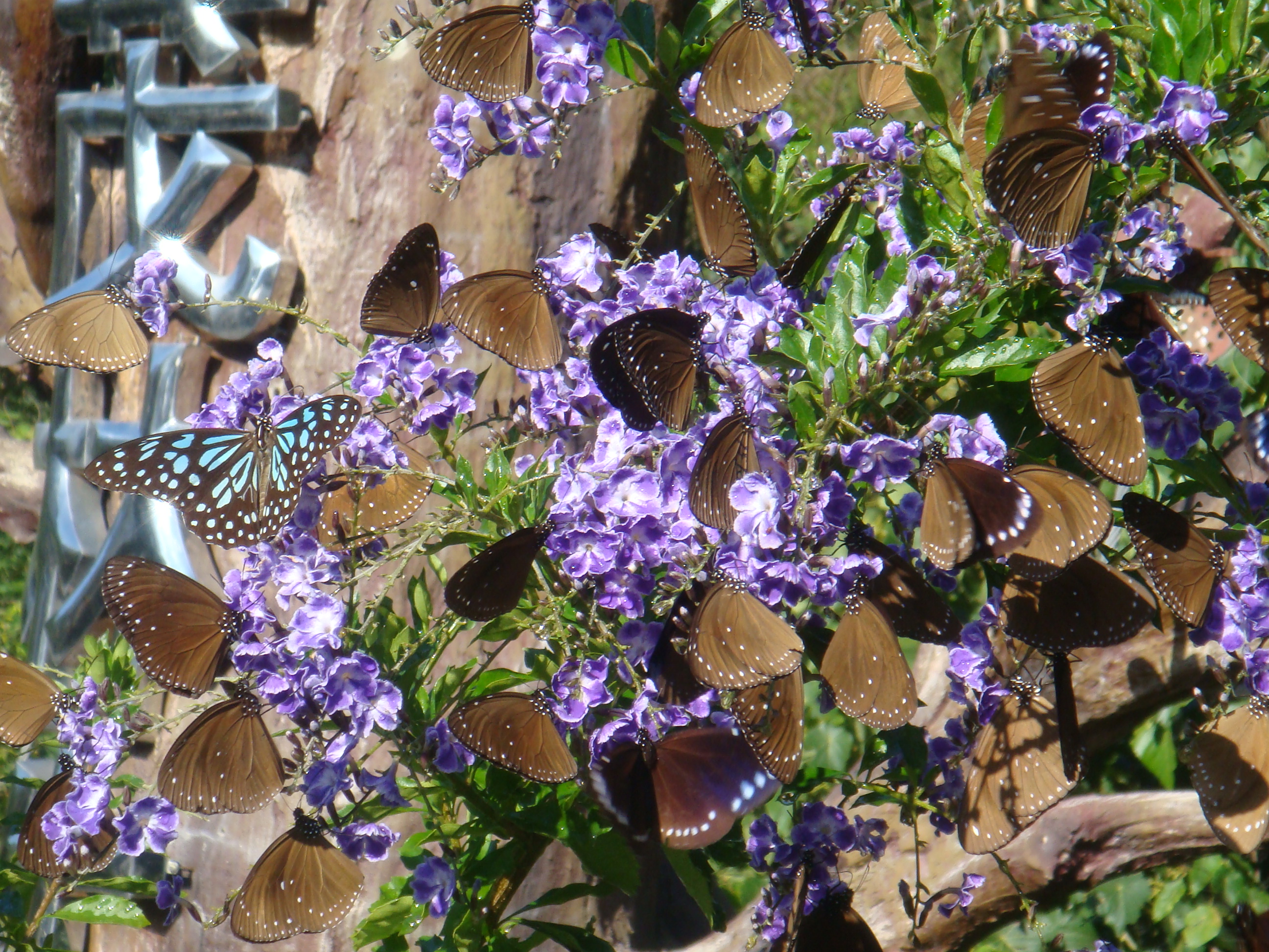 2024-2025 Observción bienal de mariposas