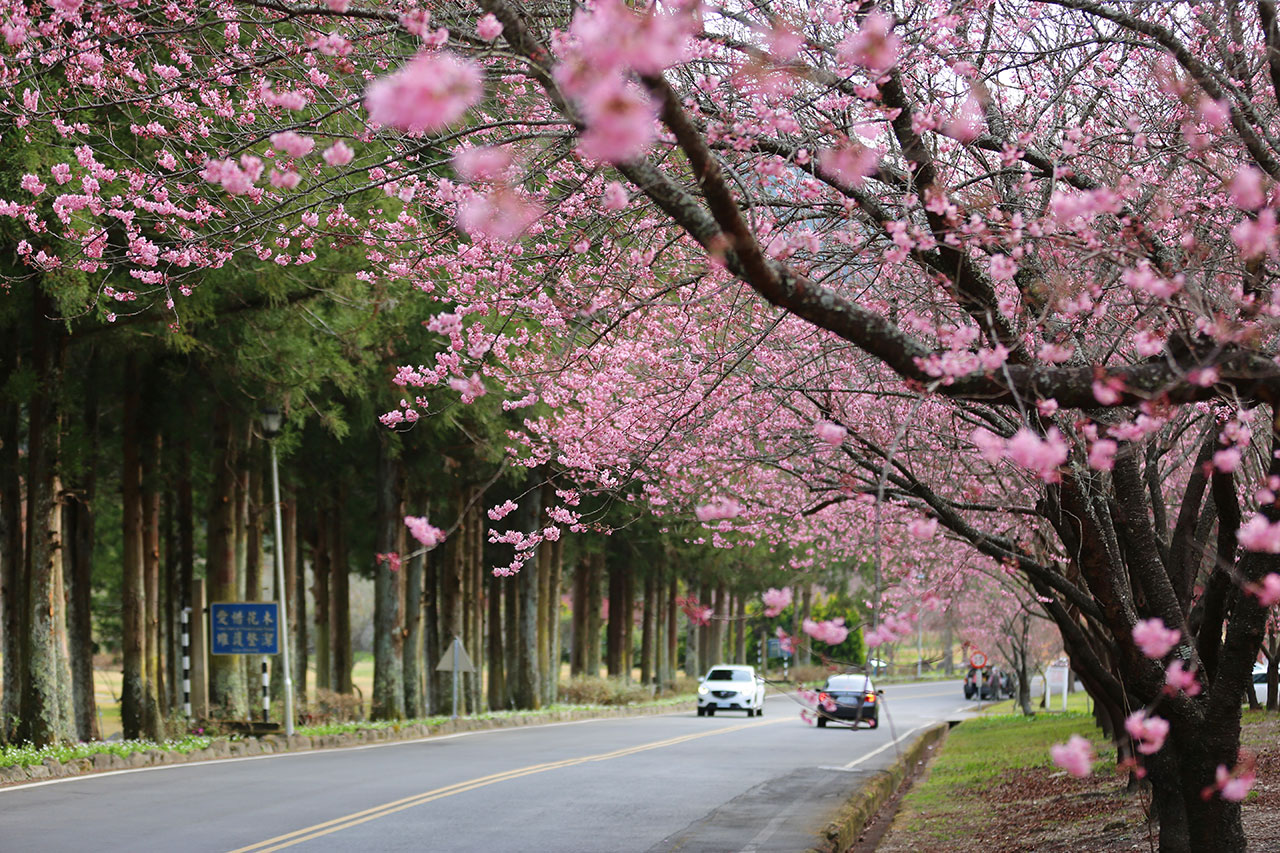  醫療站前區-農場十大賞櫻處，早春盛開櫻花，帶來一絲美感