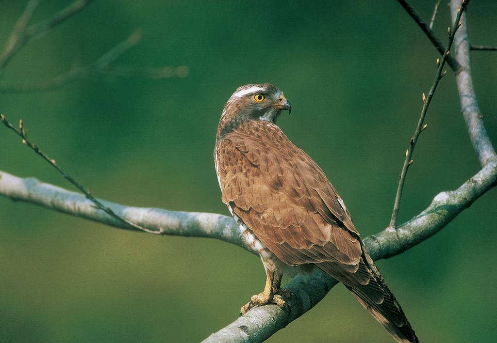 2024 Águila de la montaña Bagua - Avistamiento de águilas en la montaña Bagua