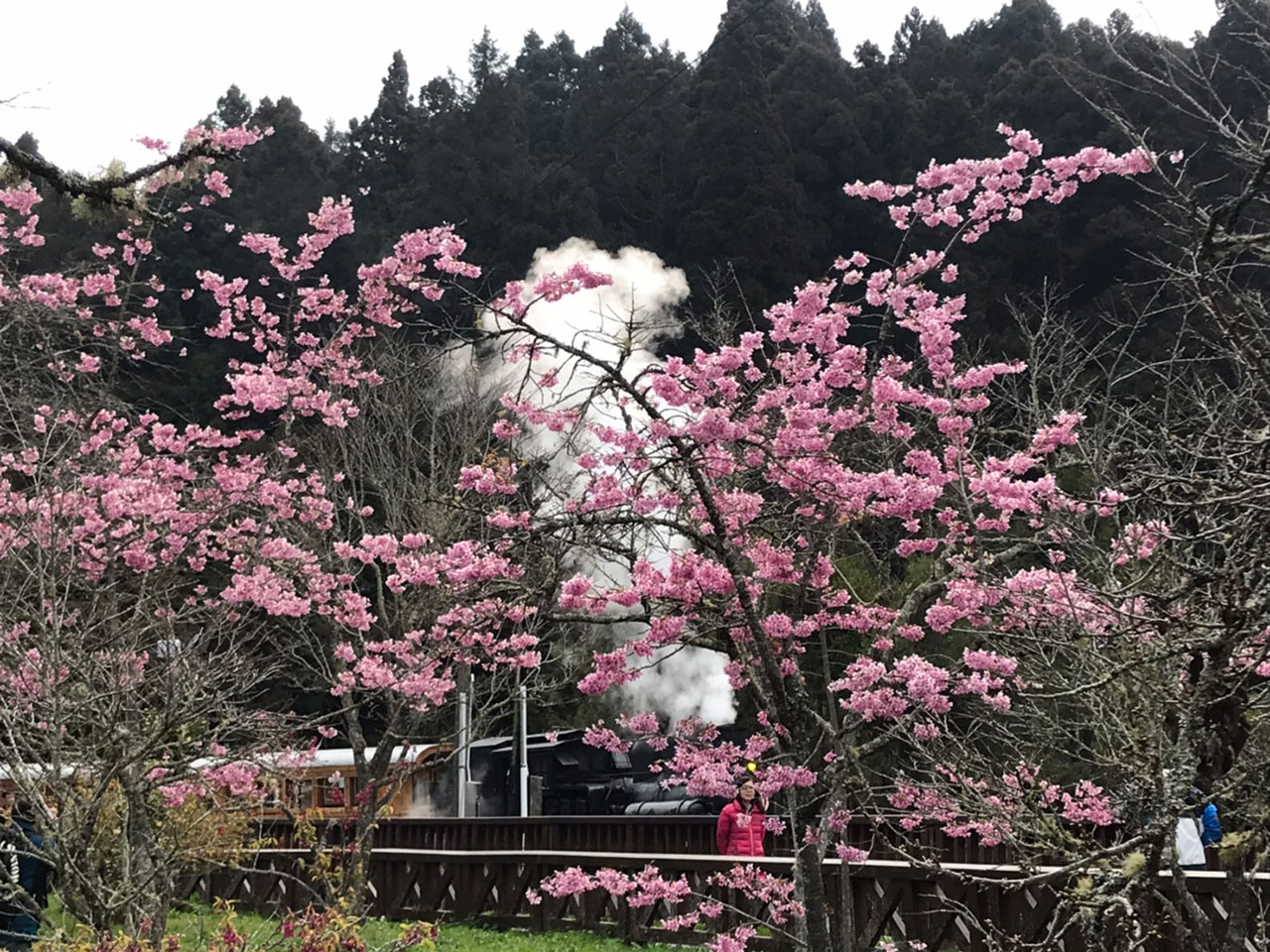  蒸氣火車與櫻花
