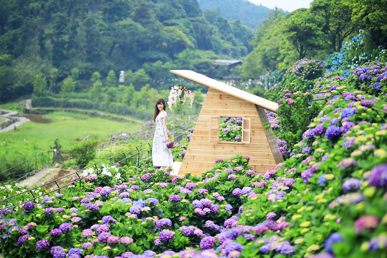  竹子湖海芋季及繡球花季，農園中的地景藝術為農友親自打造，別具特色