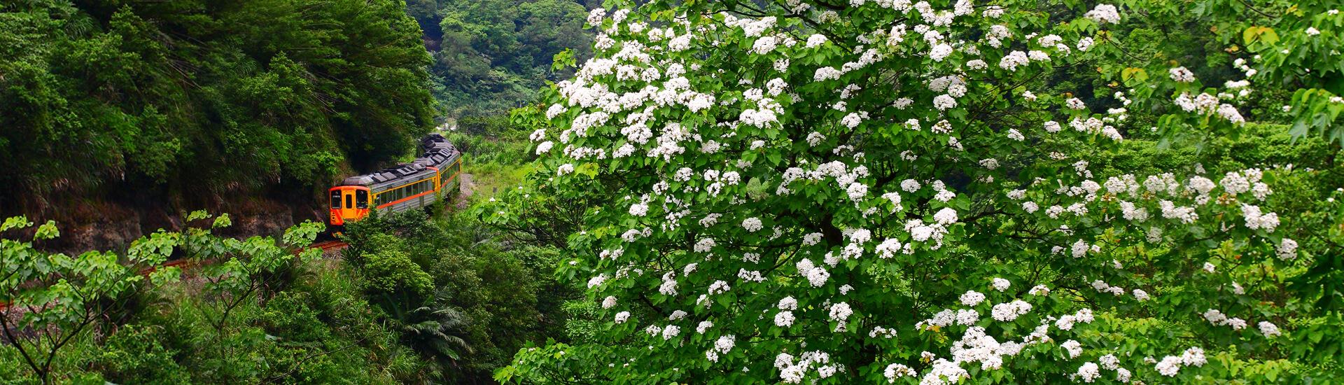 客家桐花季