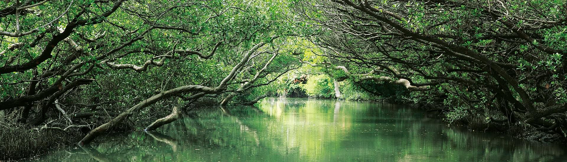 Parque Nacional Taijiang