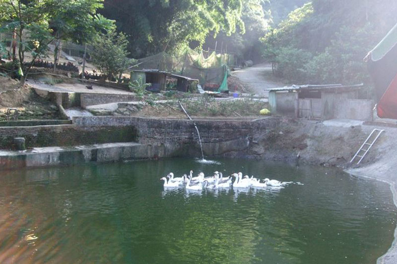 苓蘭生態農園