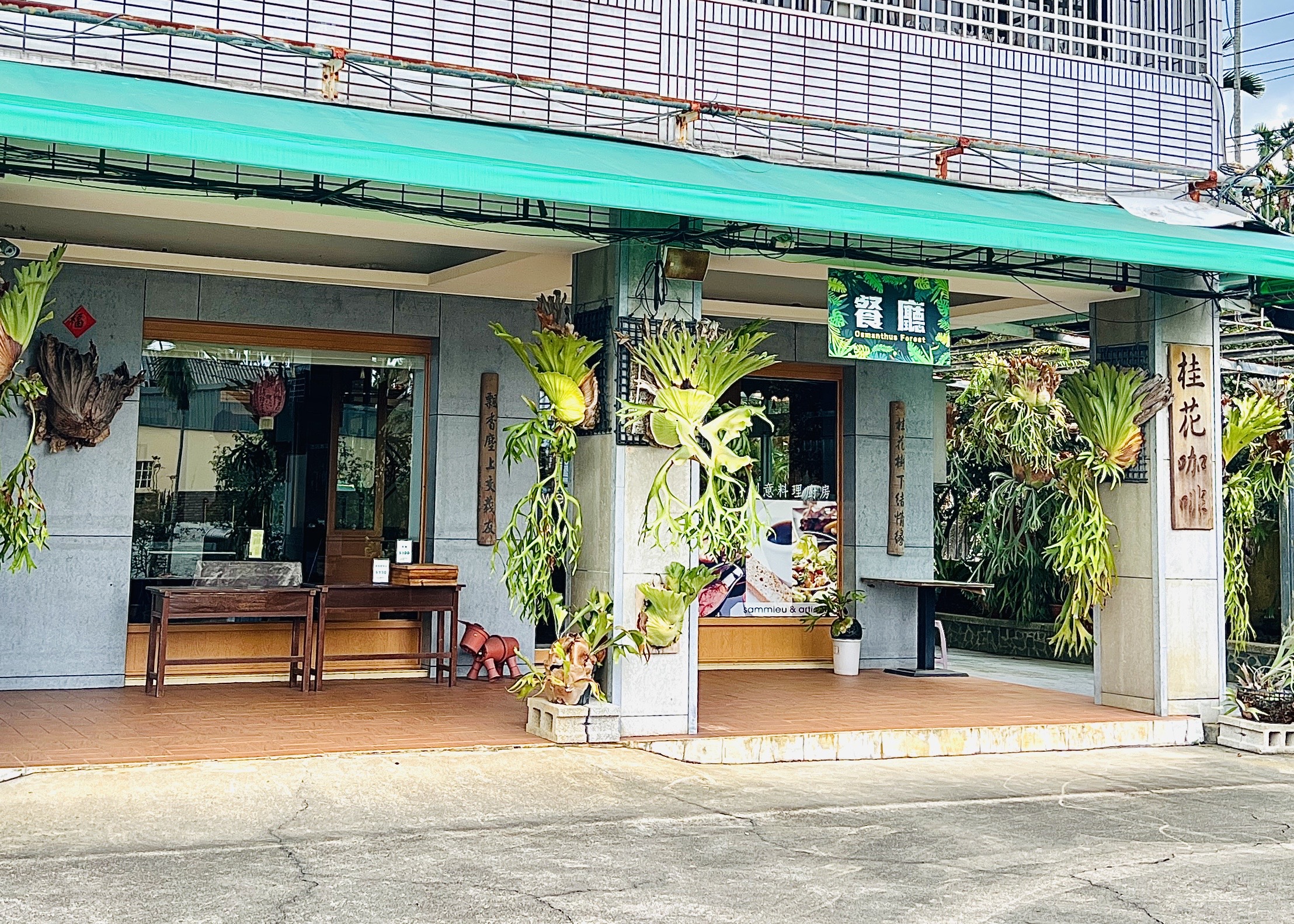 桂花森林