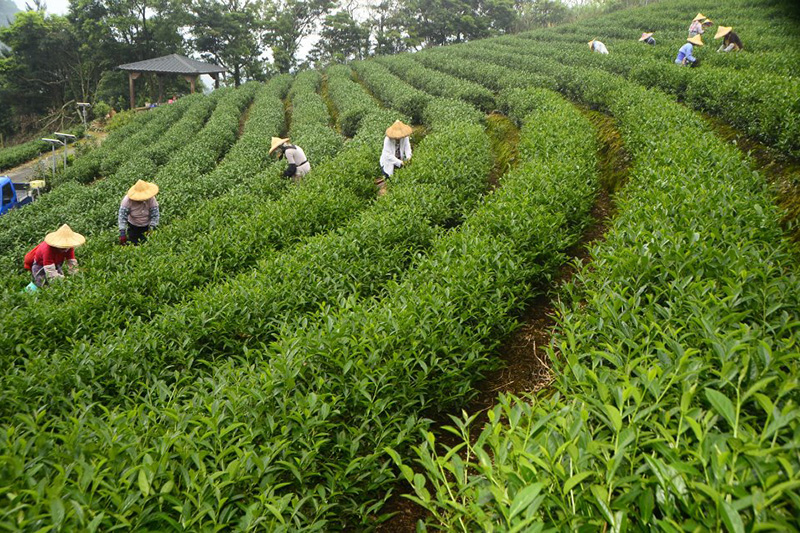 新北市借問站-鬍鬚茶園